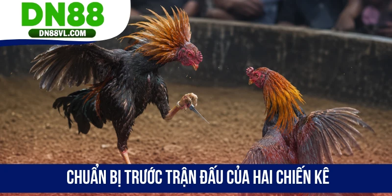 Chuẩn bị trước trận đấu của hai chiến kê
